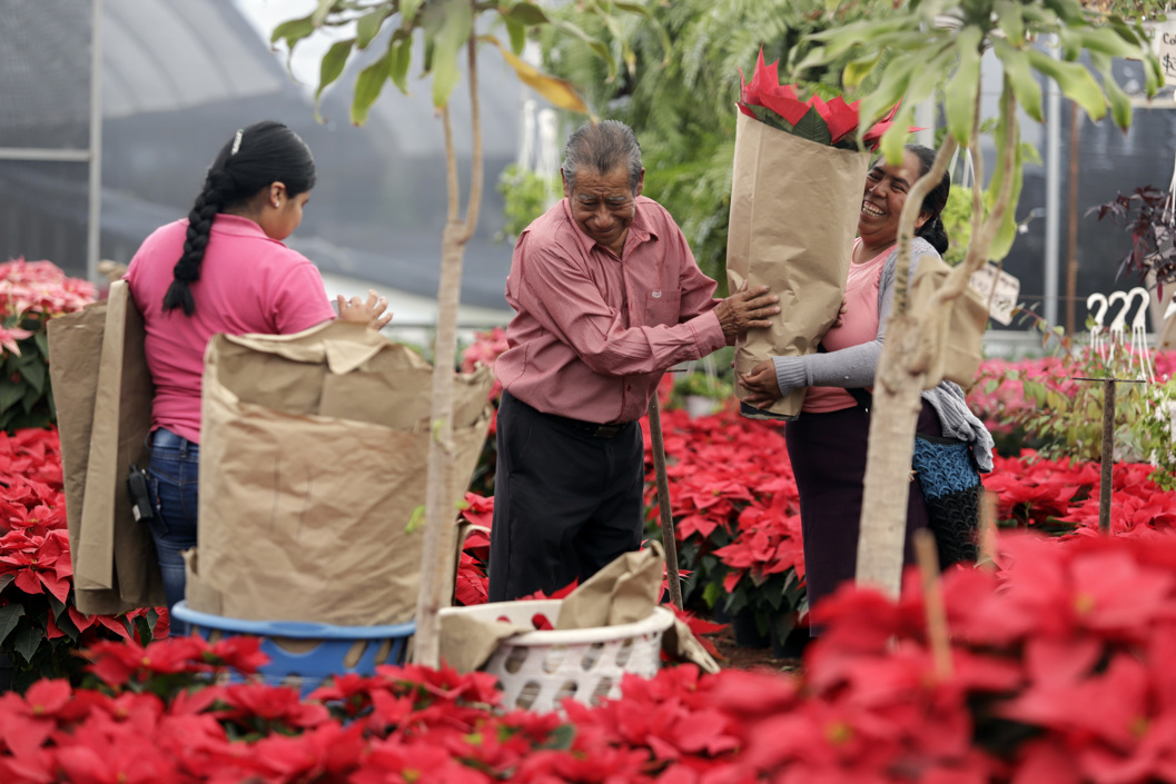 Flores de Nochebuena.