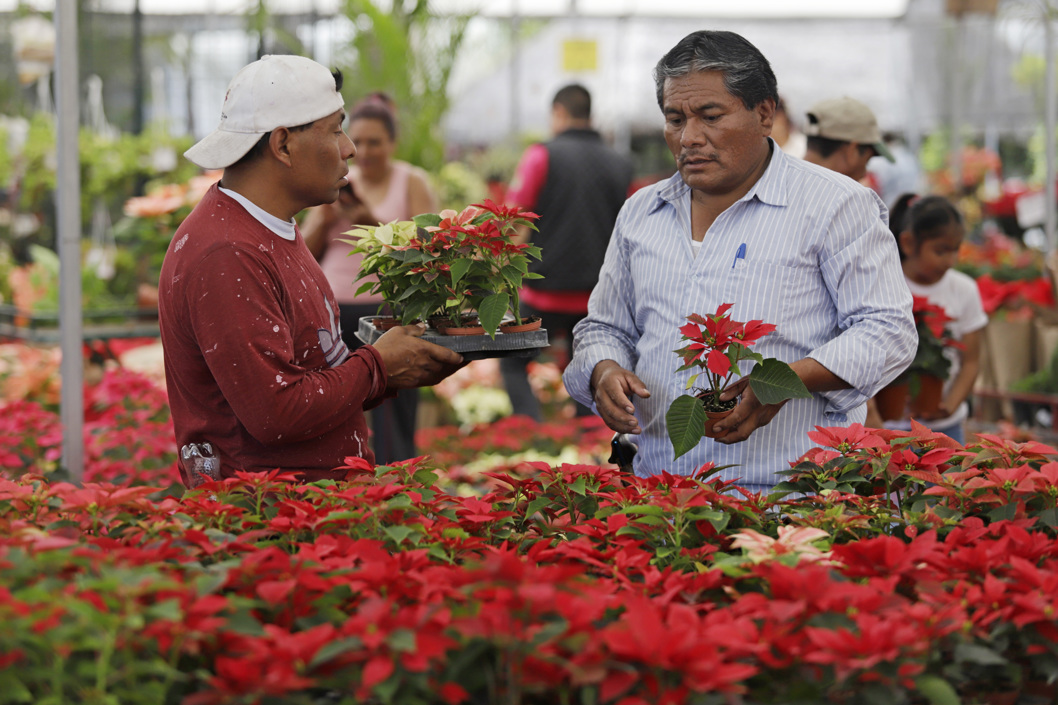 Flores de Nochebuena.