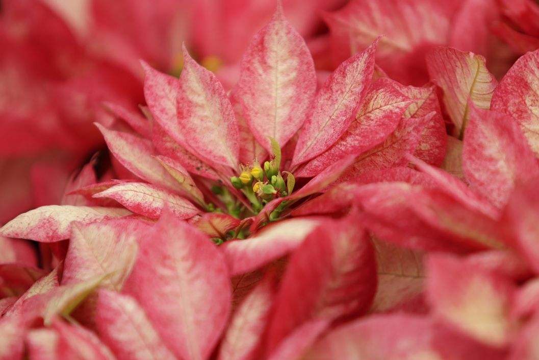 Flores de Nochebuena.