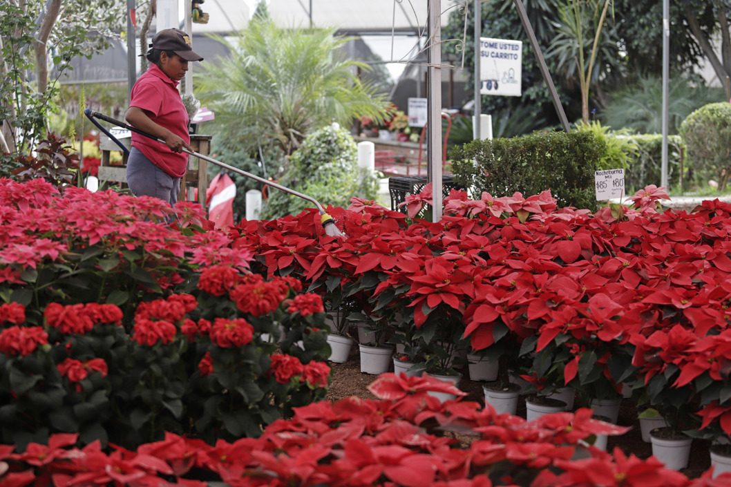 Flores de Nochebuena.