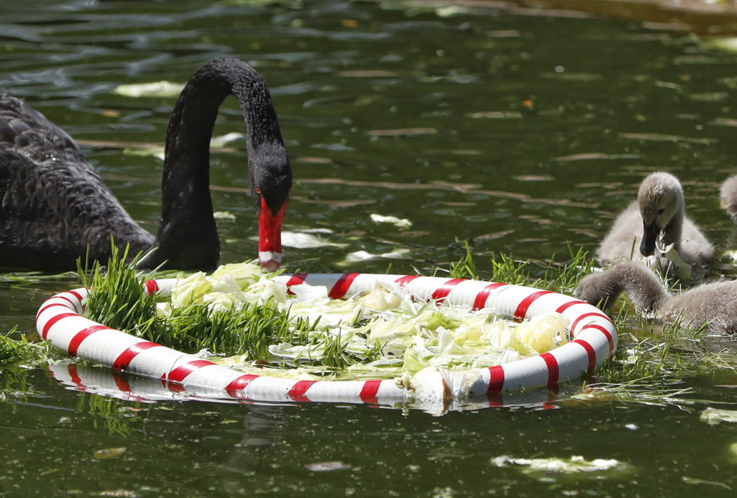 Un cisne y sus crías comen vegetales en el zoológico de Cali.