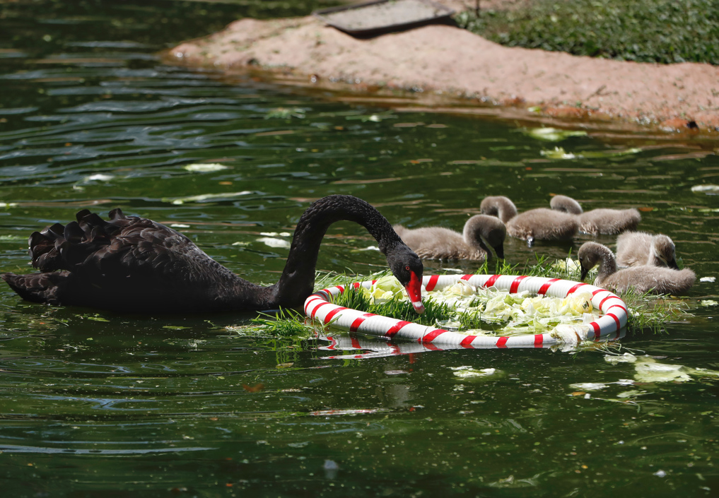 Un cisne y sus crías comen vegetales en el zoológico de Cali.