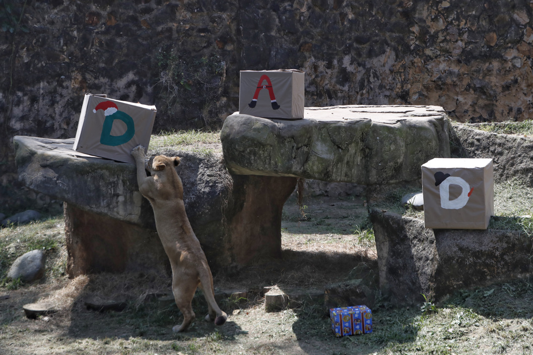 Un animal posando junto a cajas de regalos en el zoológico de Cali.