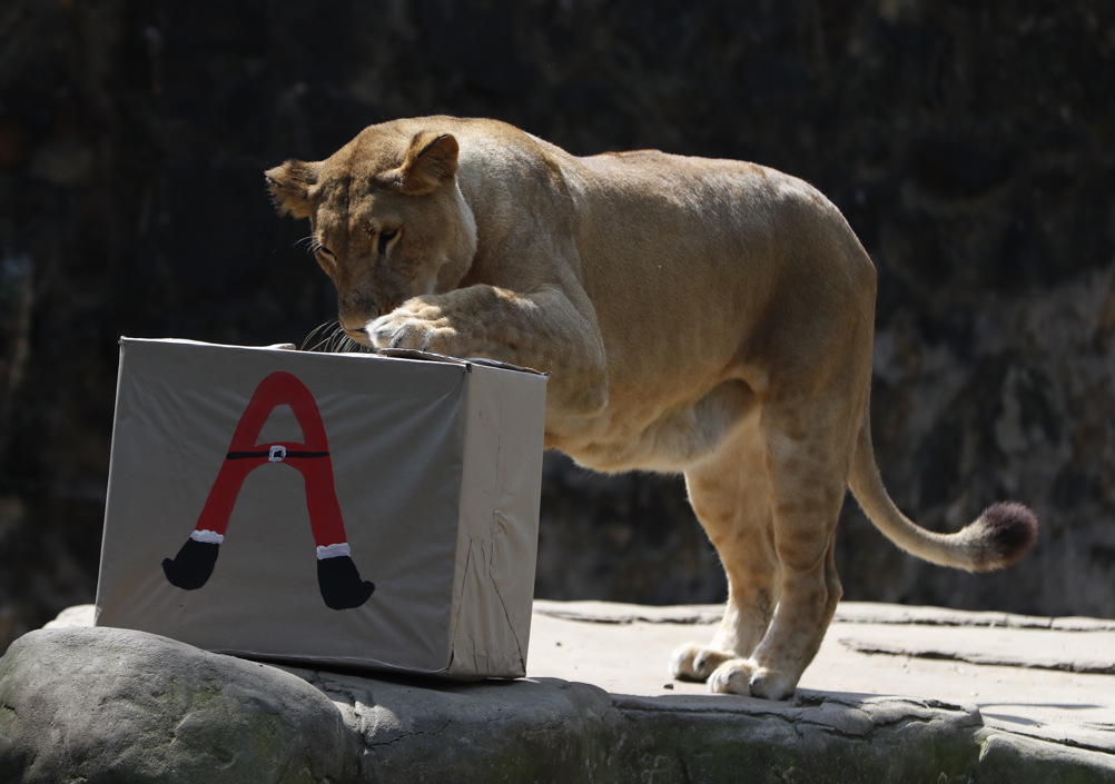 Un animal posando junto a cajas de regalos en el zoológico de Cali.