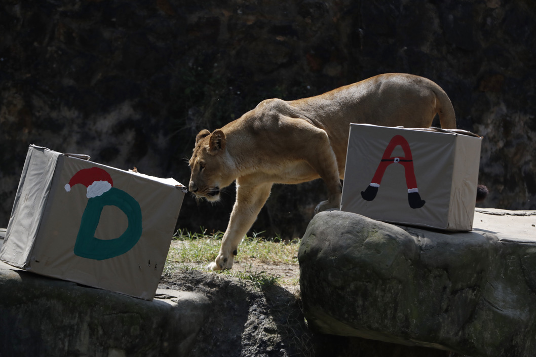 Un animal posando junto a cajas de regalos en el zoológico de Cali.