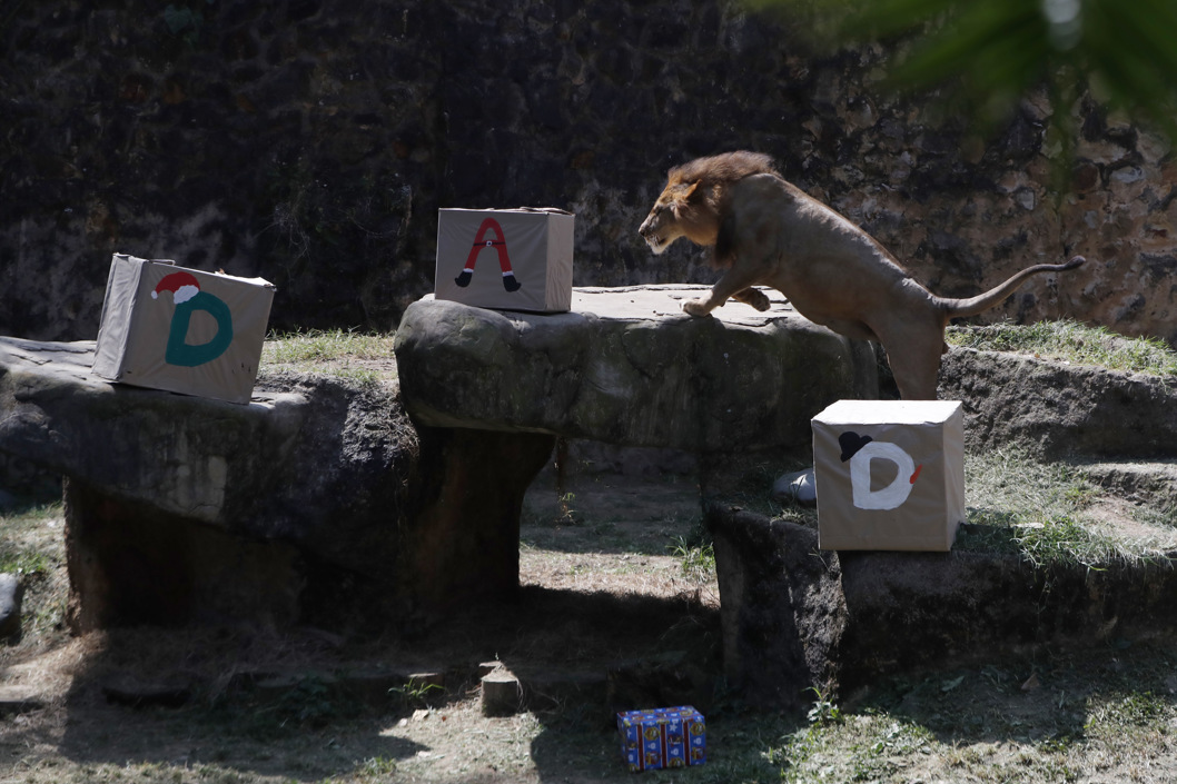 Un animal posando junto a cajas de regalos en el zoológico de Cali.