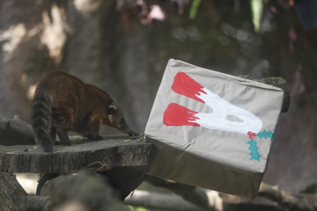 Un animal posando junto a cajas de regalos en el zoológico de Cali.