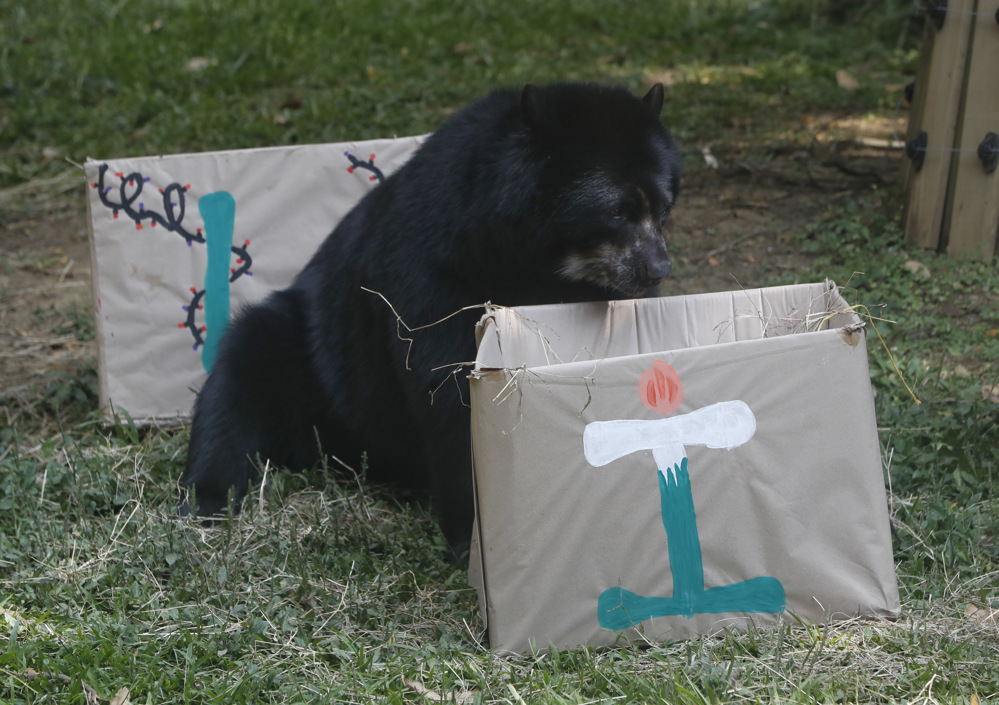 Un animal posando junto a cajas de regalos en el zoológico de Cali.