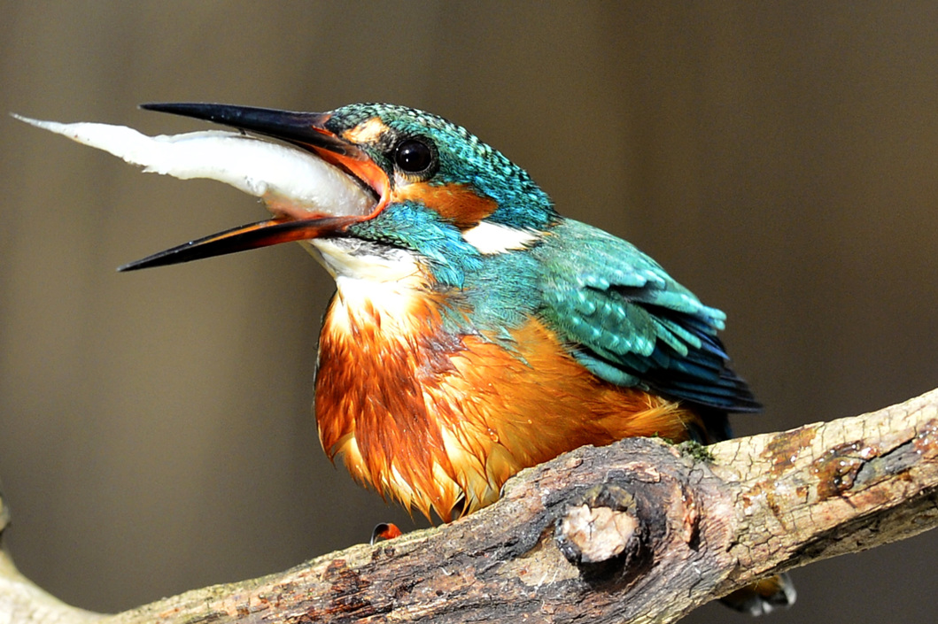 Un martín pescador común (Alcedo atthis) se traga un pez en su pico mientras está sentado en una rama de un árbol en Tiszaalpar, Hungría.