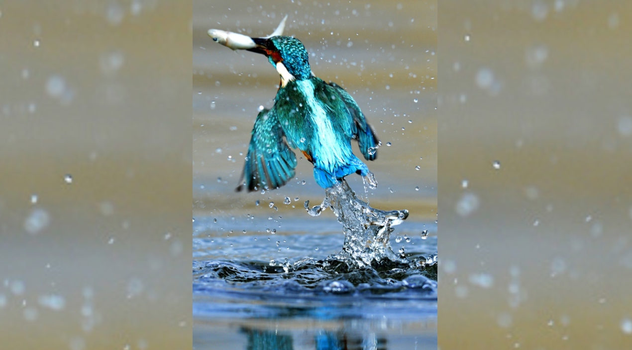 Tiszaalpar en Hungría es un lugar para observar aves.