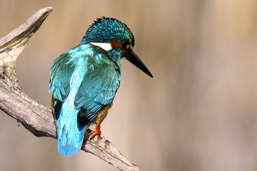 Un Alcedo atthis en una rama.