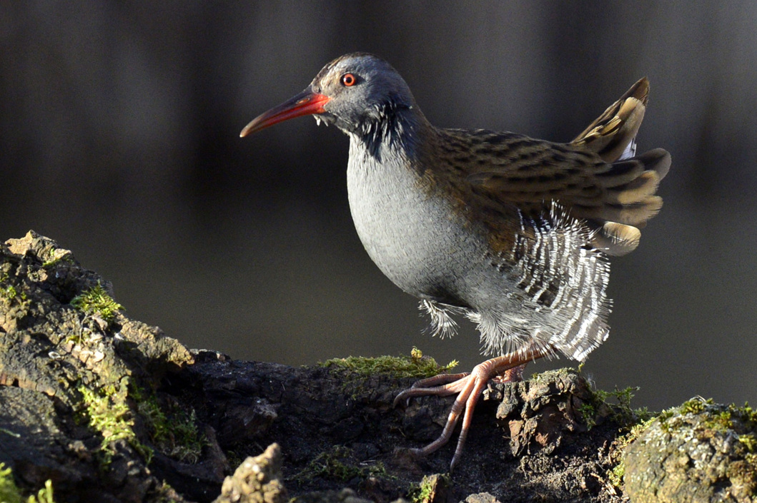 Un Rallus aquaticus.