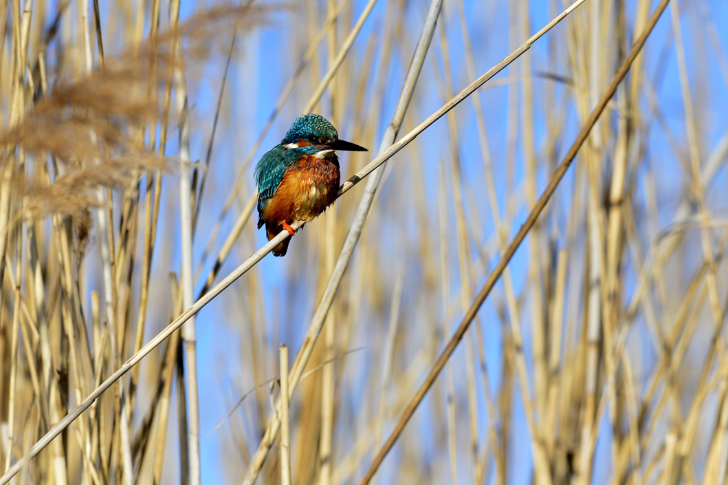 Un Alcedo atthis, ave que es observada en Tiszaalpar.