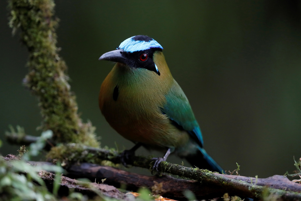 Un Momotus momota, en la finca La Florida en zona rural de Cali, durante la Colombia Bidfair una feria dirigida al público amante de las aves. Colombia es el país con más especies de aves en el mundo.