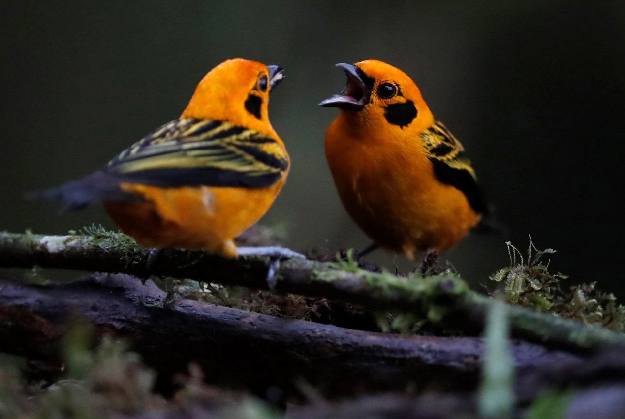 Dos Tangara Arthus, en la finca La Florida en zona rural de Cali, durante la Colombia Bidfair una feria dirigida al público amante de las aves. Colombia es el país con más especies de aves en el mundo.