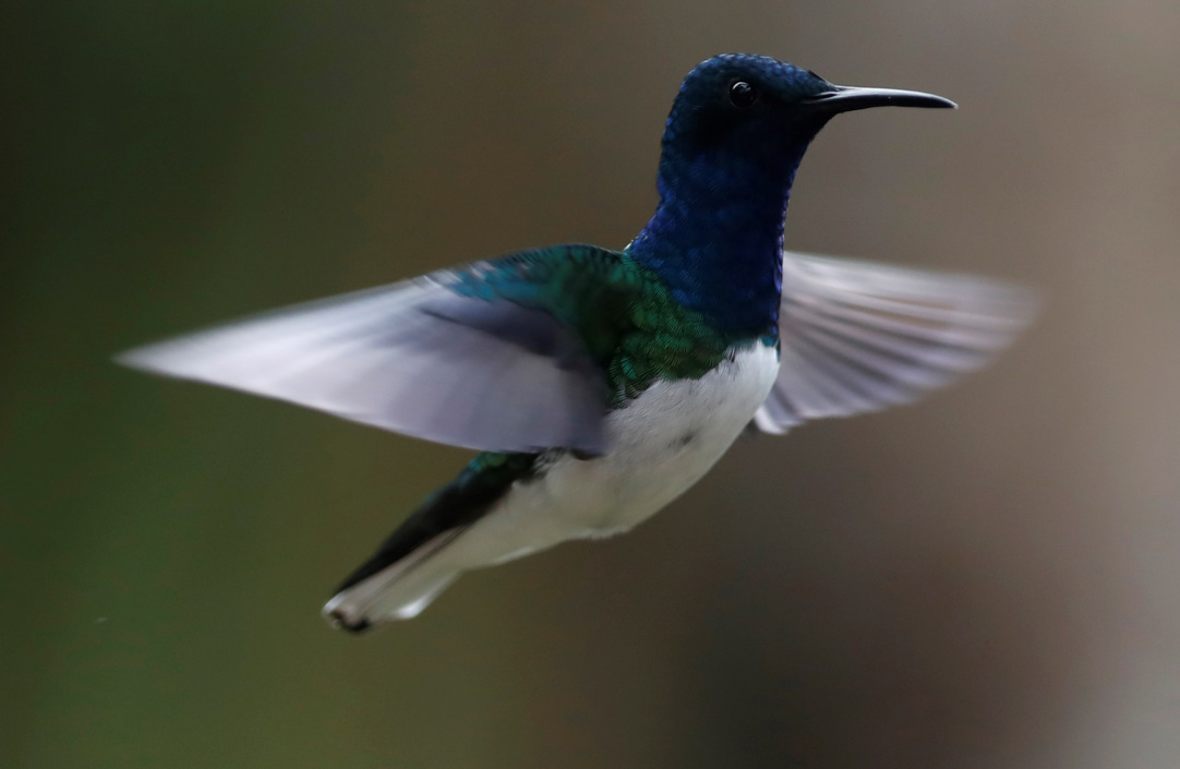 Un Florisuga mellivora, en la finca La Florida en zona rural de Cali, durante la Colombia Bidfair una feria dirigida al público amante de las aves. Colombia es el país con más especies de aves en el mundo. 