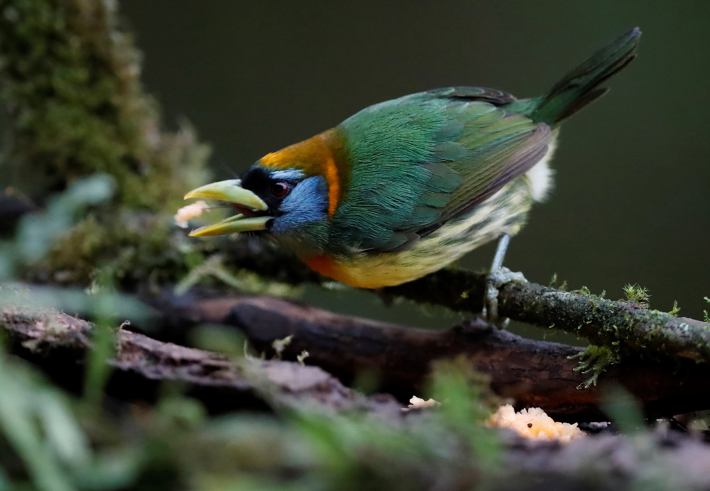 Un Eubucco Bourcierii, en la finca La Florida en zona rural de Cali, durante la Colombia Bidfair una feria dirigida al público amante de las aves. Colombia es el país con más especies de aves en el mundo.