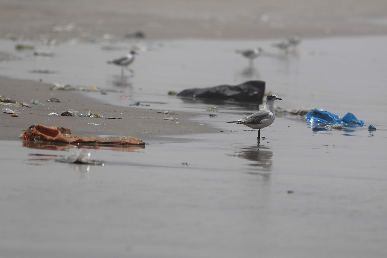 Pese al avance en los trabajos para retirar el crudo, las huellas del derrame siguen presentes en el mar y en cerca de 30 playas de Lima, mientras la fauna sigue muriendo y miles de pescadores y comerciantes luchan por sobrevivir tras perder su principal fuente de sustento.