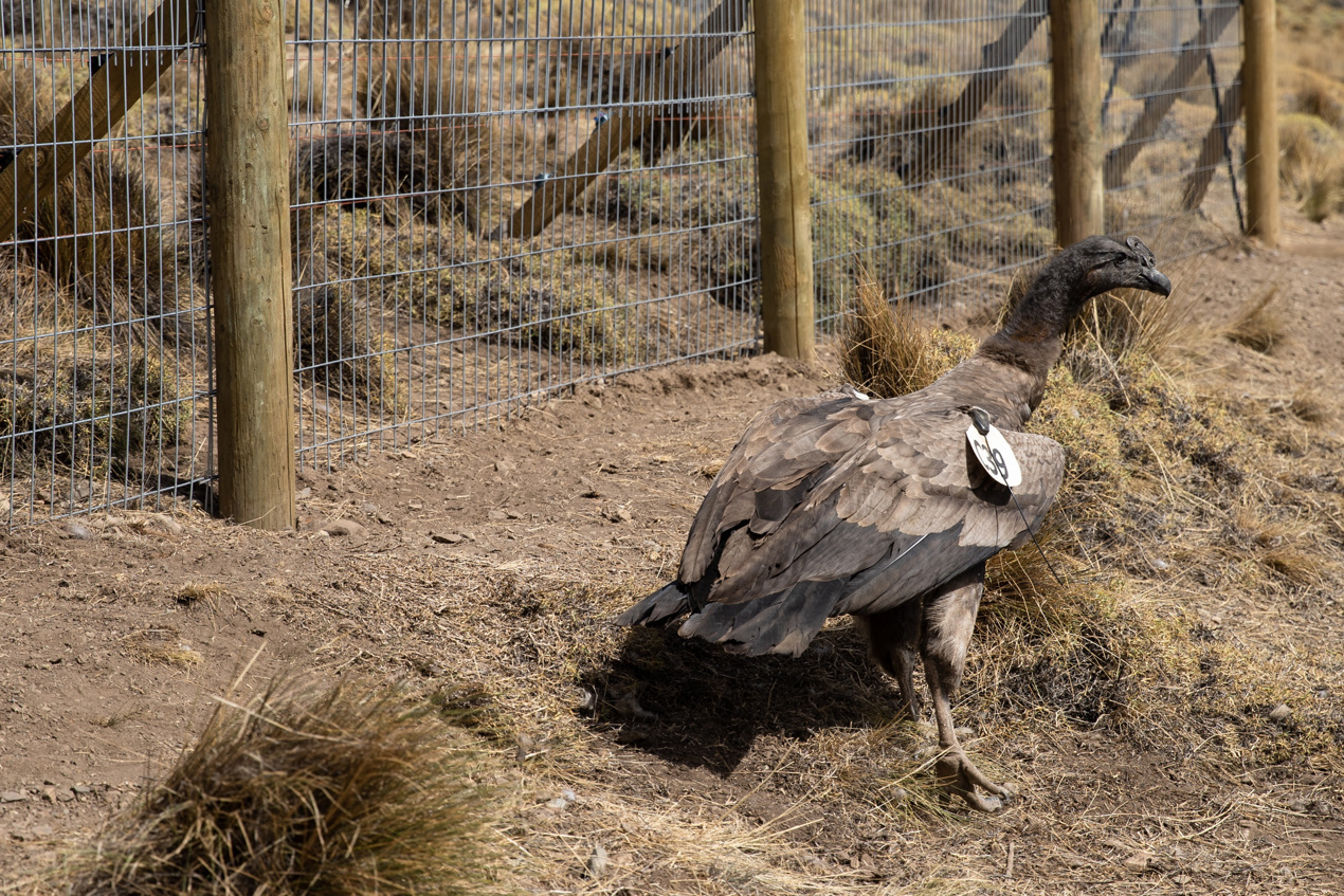 El cóndor, la especie emblemática de Los Andes, "es muy social y gregario y su supervivencia depende de su capacidad para interactuar con sus pares.