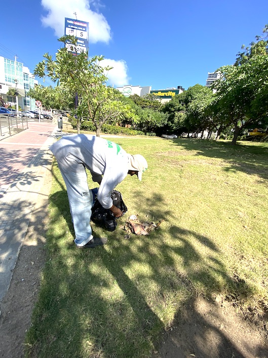 Mantenimiento de zonas verdes en Villa Country.