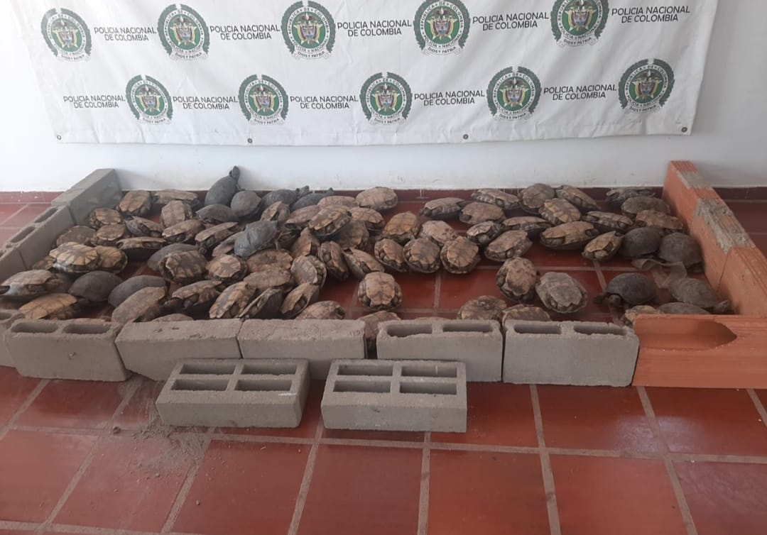 Parte de las hicoteas incautadas en Bolívar.