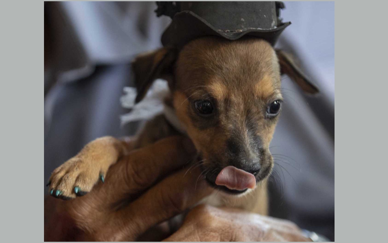 Una de las mascotas que asistieron a la eucaristía para San Lázaro.