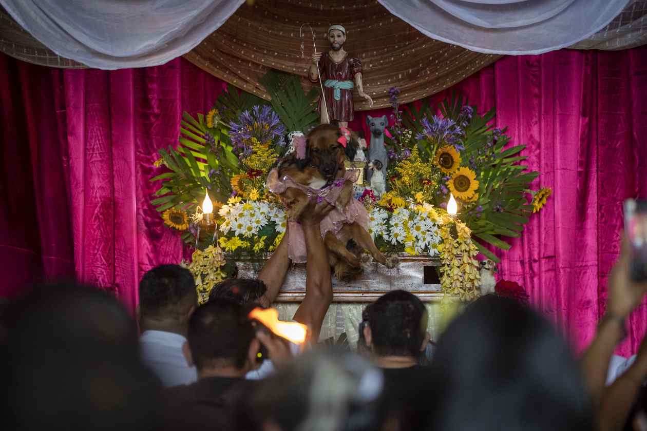 El altar de San Lázaro fue visitado por decenas de fueños y sus mascotas.