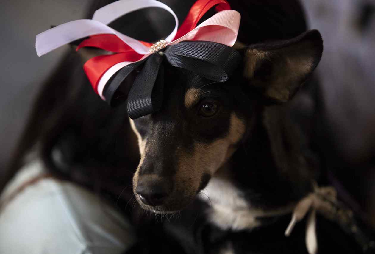 Una de las mascotas asistentes.