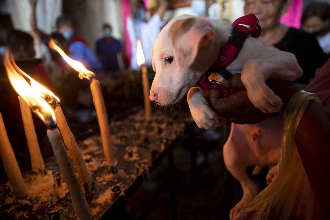 Un perro fuie llevado para la bendición el día de San Lázaro.
