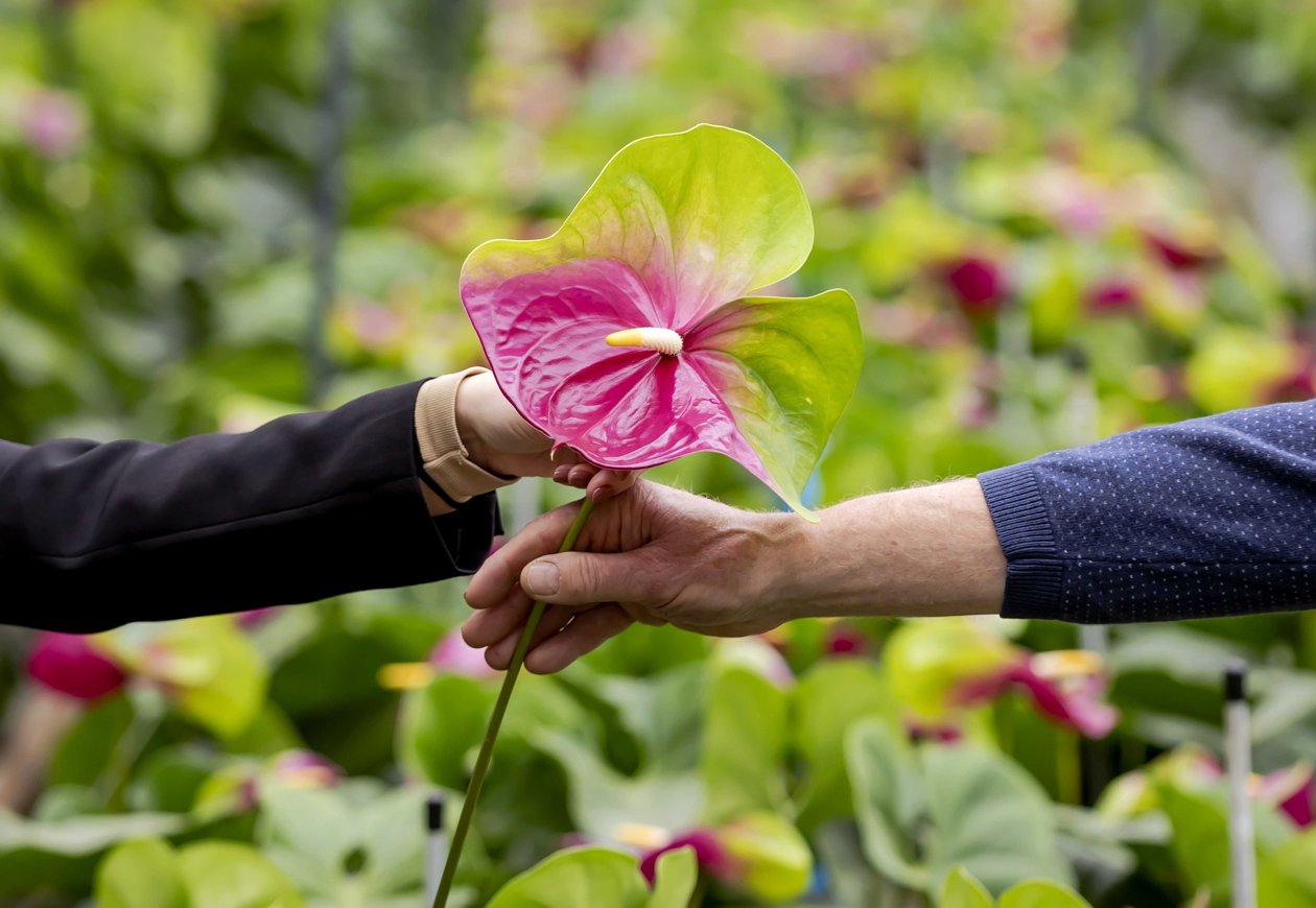 La tradición de las flores holandesas continuará este año.