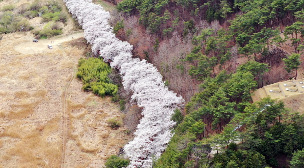 Un lugar en el que se aprecian los cerezos en Corea del Sur.