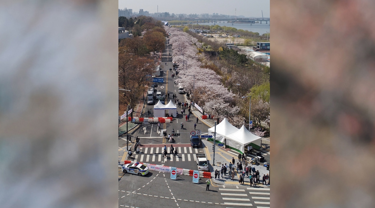 Los agentes de policía restringen el tráfico de automóviles en una carretera en el área de Yeouido del distrito de Yeongdeungpo de Seúl, un lugar famoso para ver los cerezos en flor.