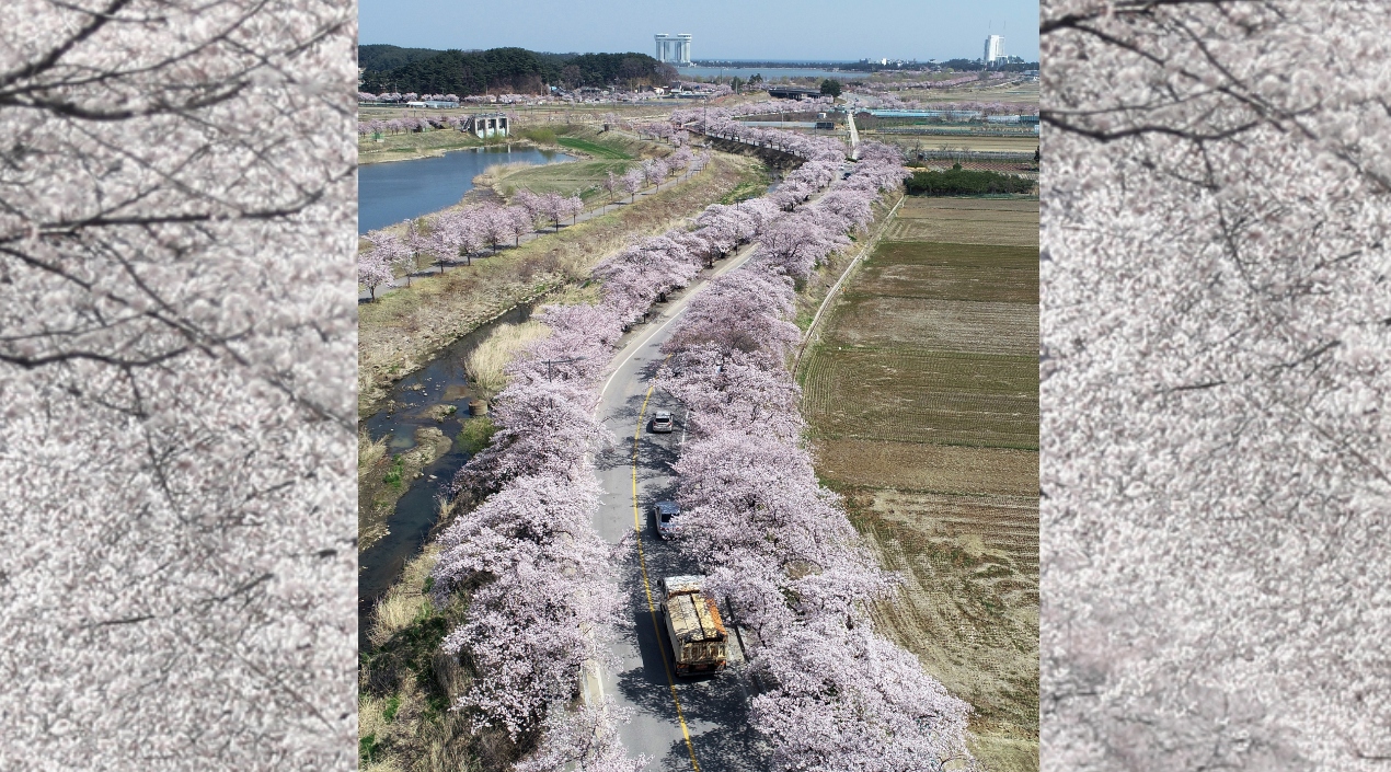 Cerezos en flor a lo largo de una carretera que conduce al Pabellón Gyeongpodae, un popular lugar turístico en Gangneung, en la costa este de Corea del Sur.