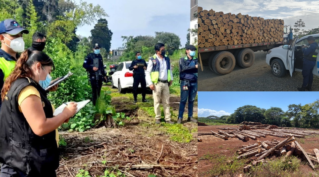 El valor de la madera incautada se estima en más de 700 000 dólares estadounidenses.