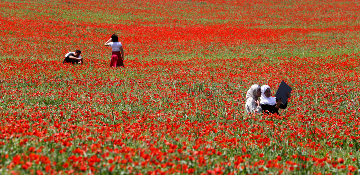 Lugareños visitan el campo de amapolas en Leninskoye, a unos 25 kilómetros de Bishkek, Kirguistán