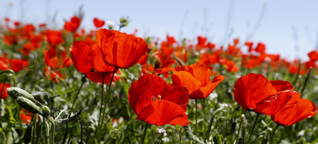 Amapolas rojas son un símbolo en Kirguistán.