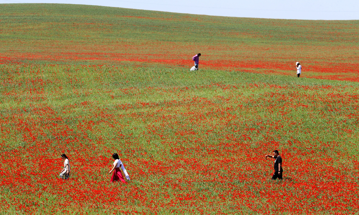 Amapolas rojas son un símbolo en Kirguistán y una forma de economía.