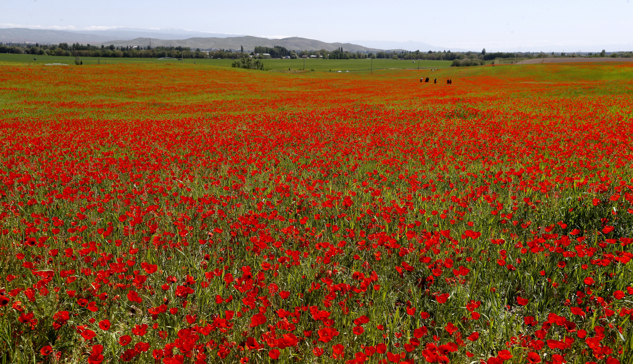 Después de las fuertes lluvias y el aumento de la temperatura en Bishkek hasta los 28 grados centígrados, las amapolas están en plena floración.
