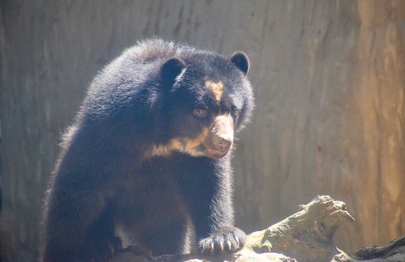 Tercer oso de anteojos en el Zoológico de Barranquilla