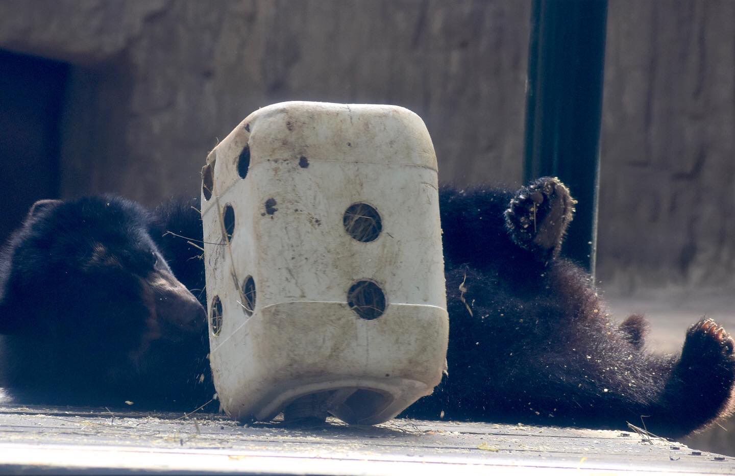 Tercer oso de anteojos en el Zoológico de Barranquilla