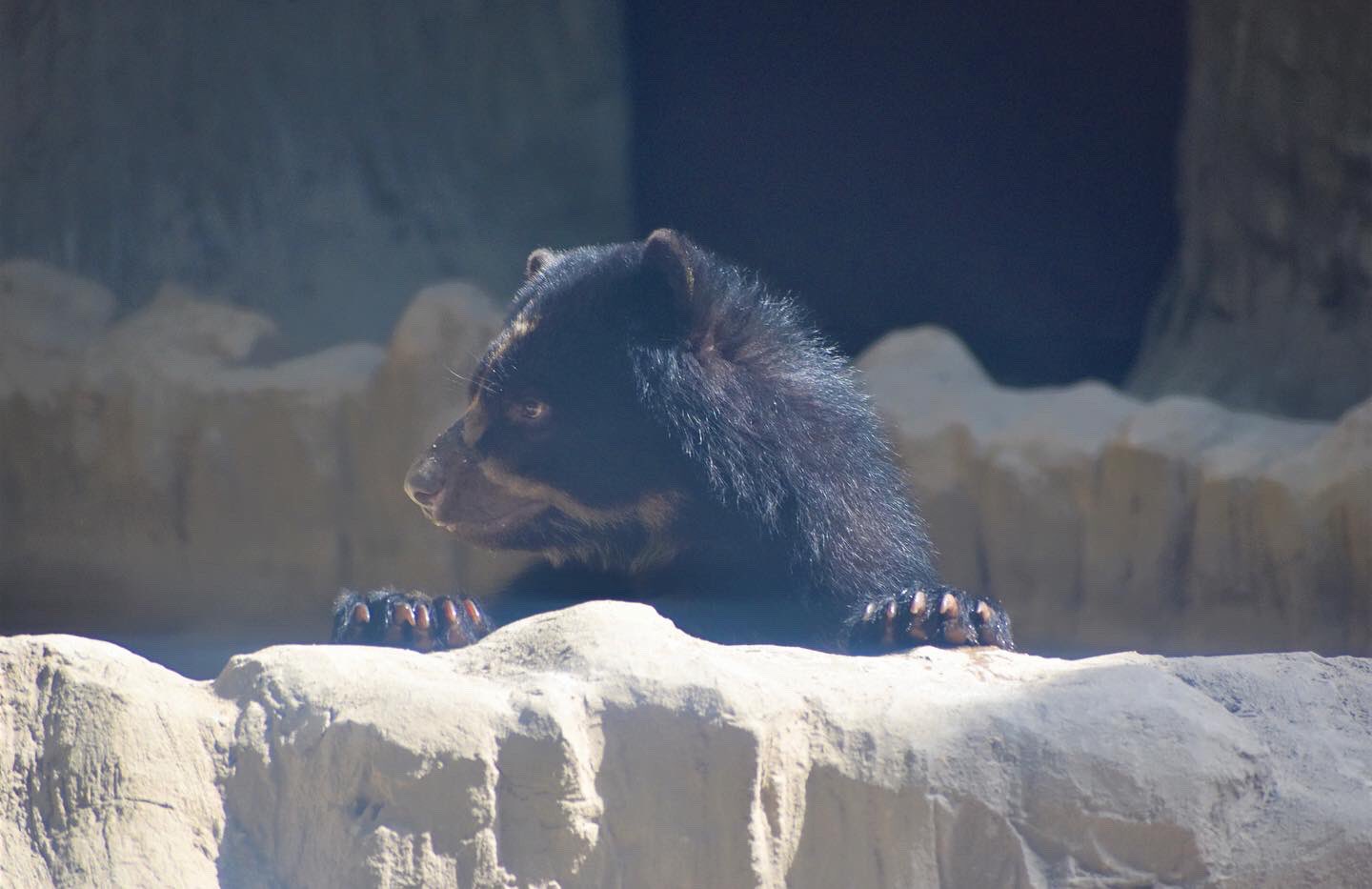 Tercer oso de anteojos en el Zoológico de Barranquilla