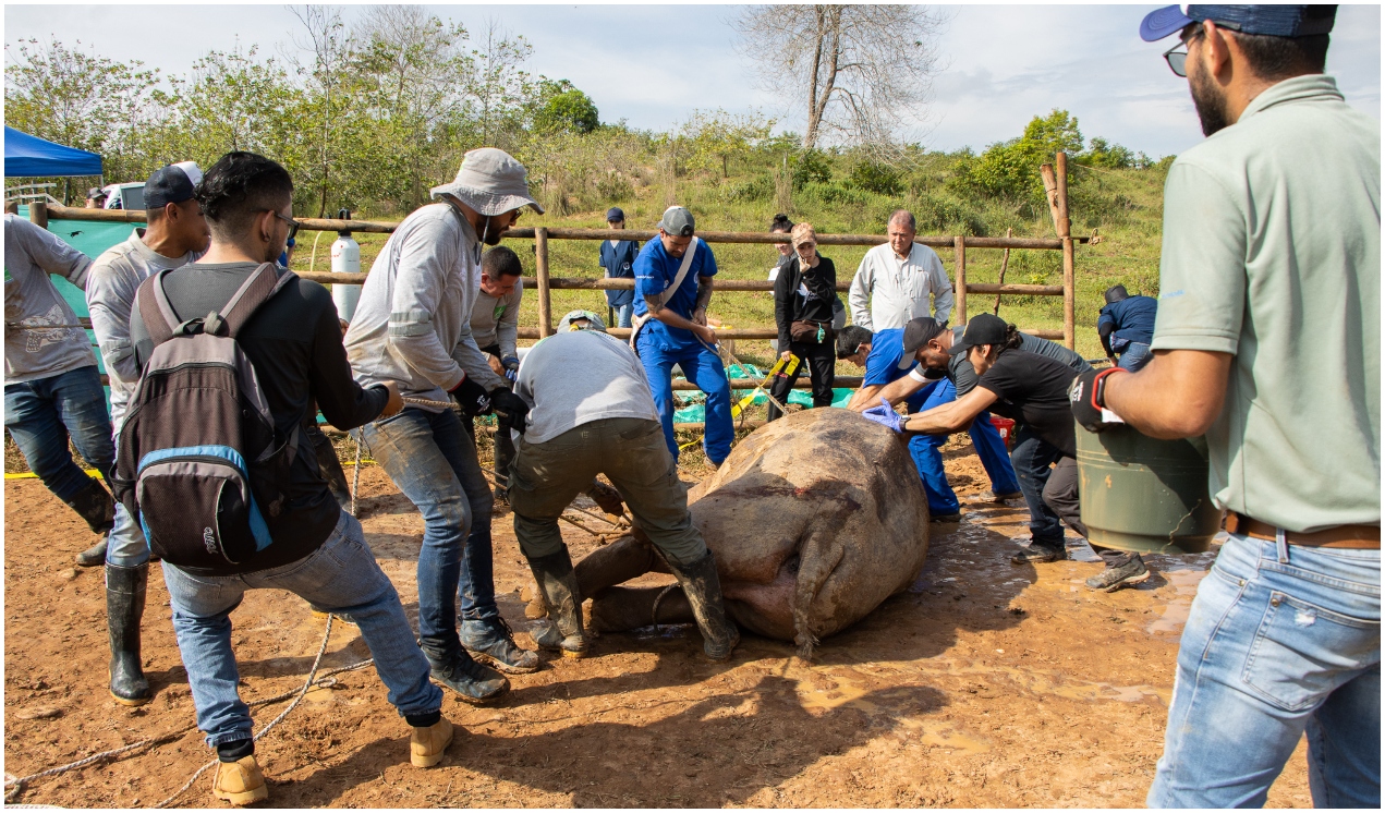 Equipo de trabajo durante la operación de la hipopotama.
