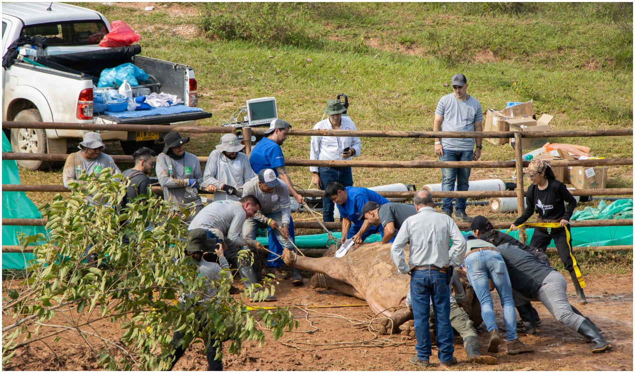 Así trabajó el equipo que operó a la hipopótama.