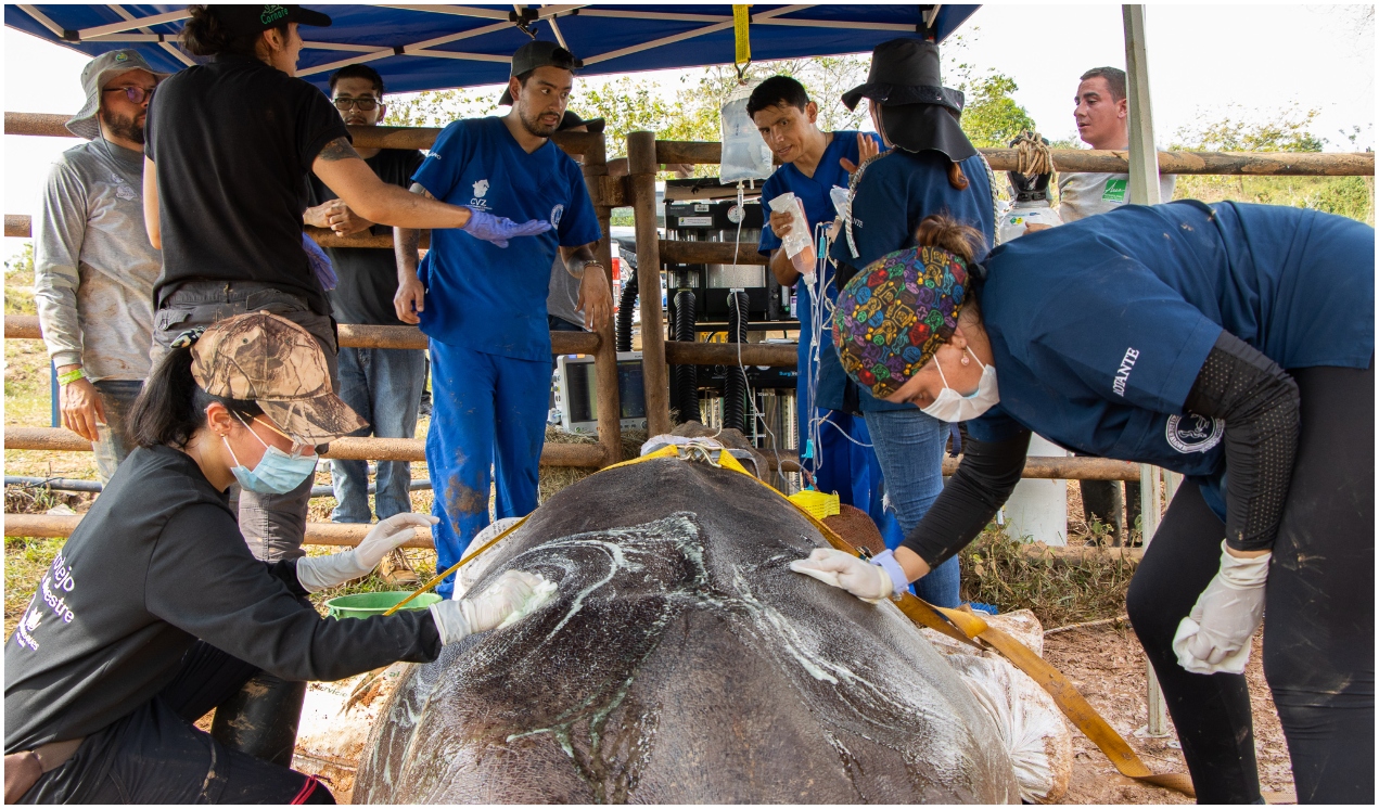 Veterinarios participan de la operación de la hipopótama.