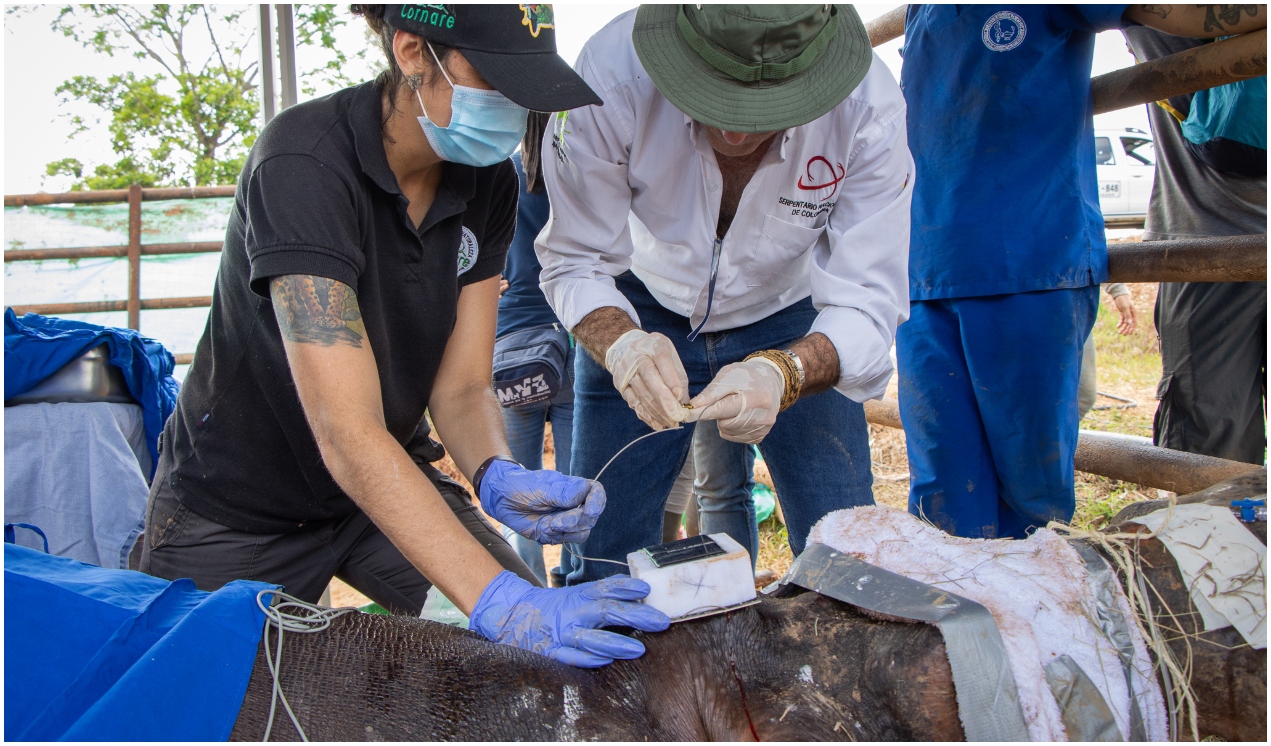 Veterinarios trabajaron por casi 10 horas en esta operación que movió 30 personas.