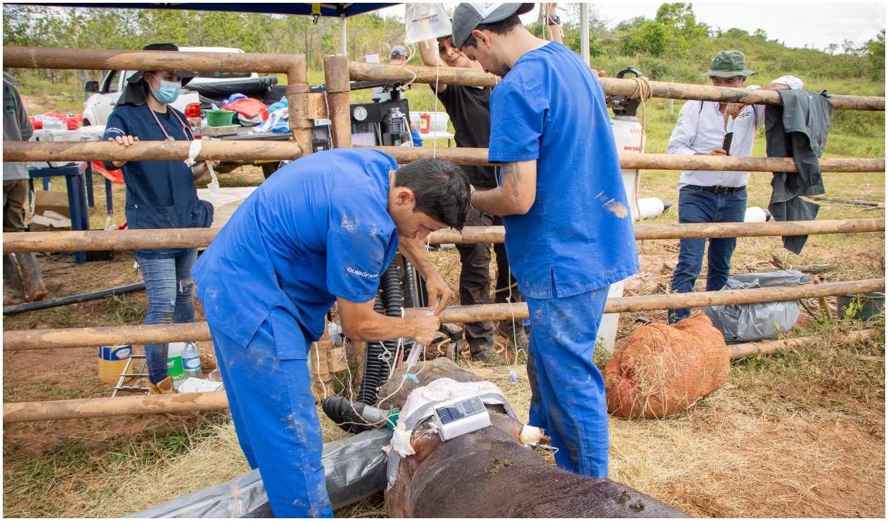 Médicos veterinarios revisan la hipopótama.