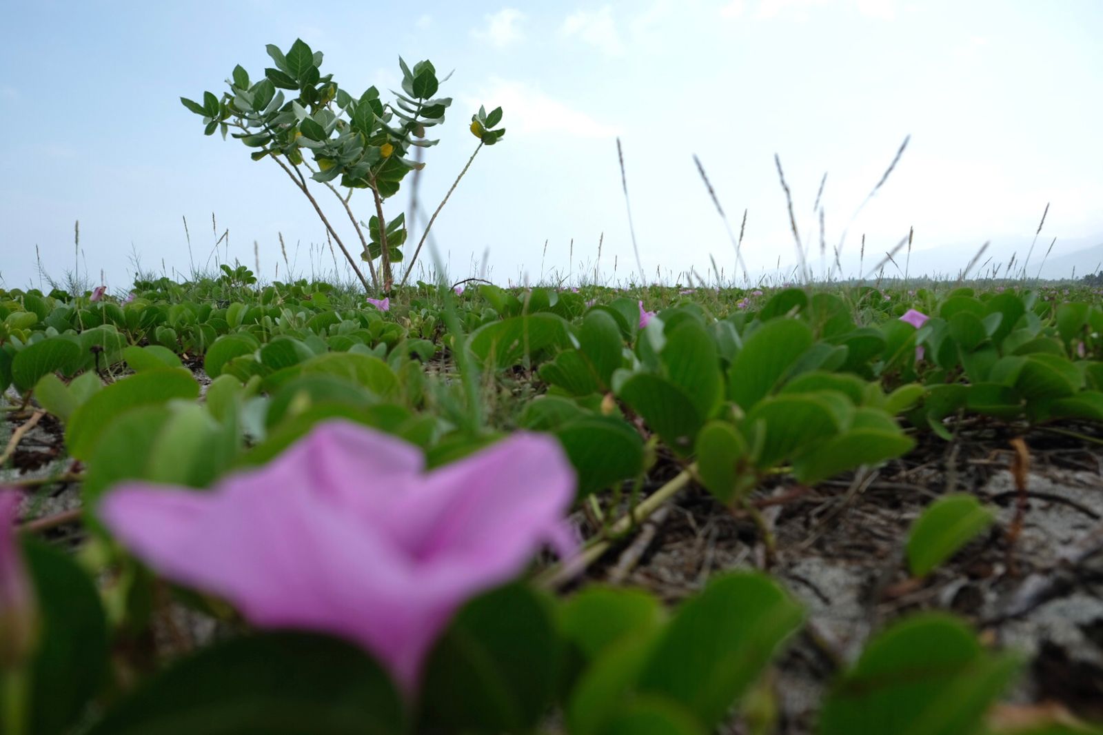 Siembra de uvita playa en Ciénaga