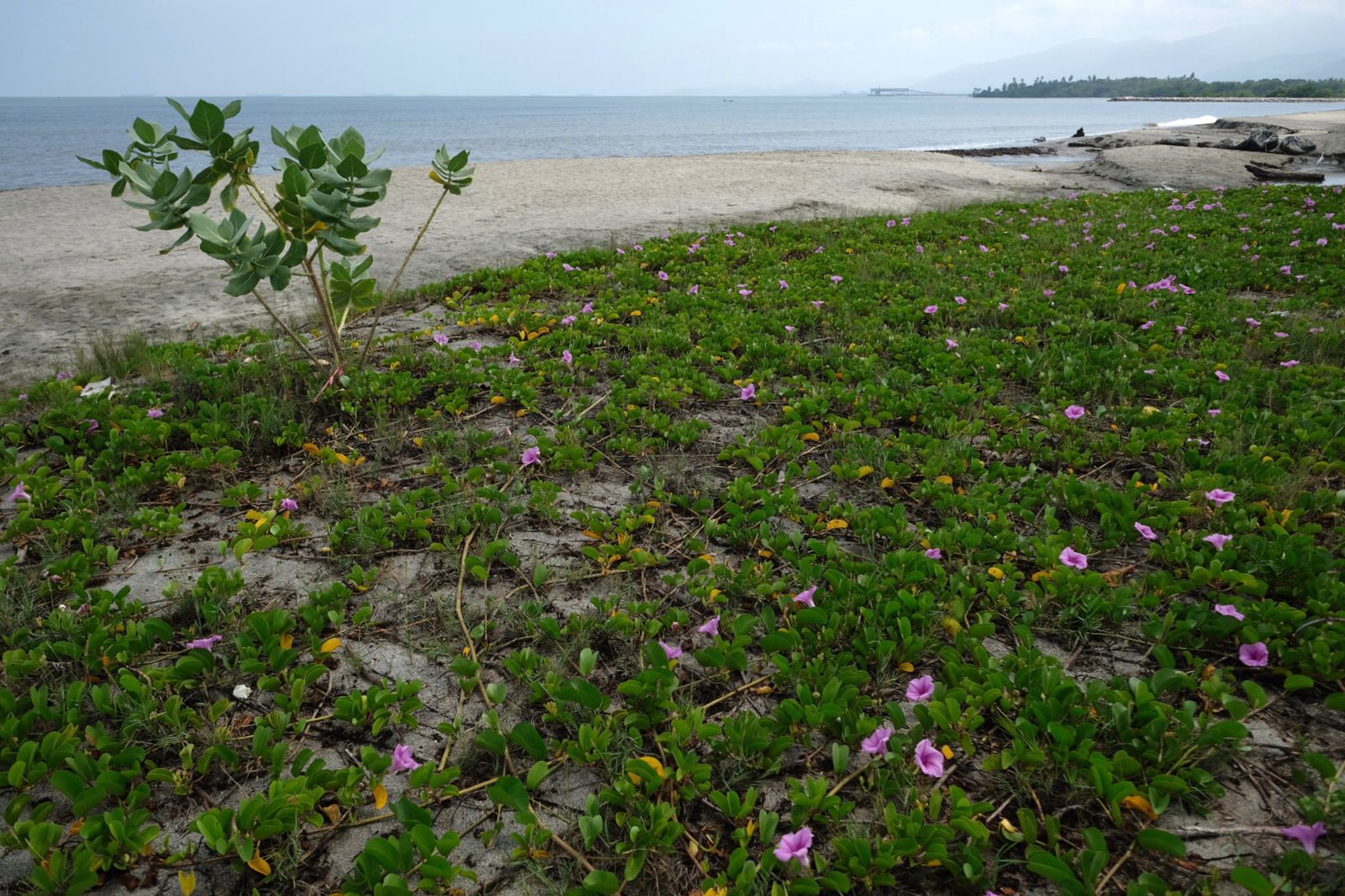 Siembra de uvita playa en Ciénaga