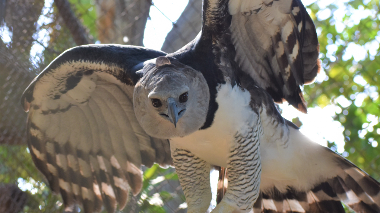 Águila harpía