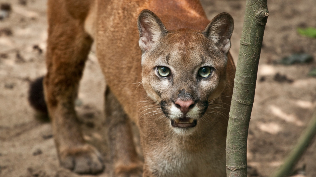 El puma